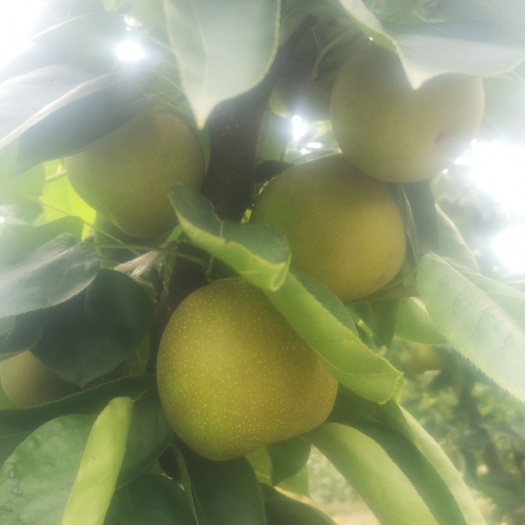 翠冠梨 翠玉，翠冠