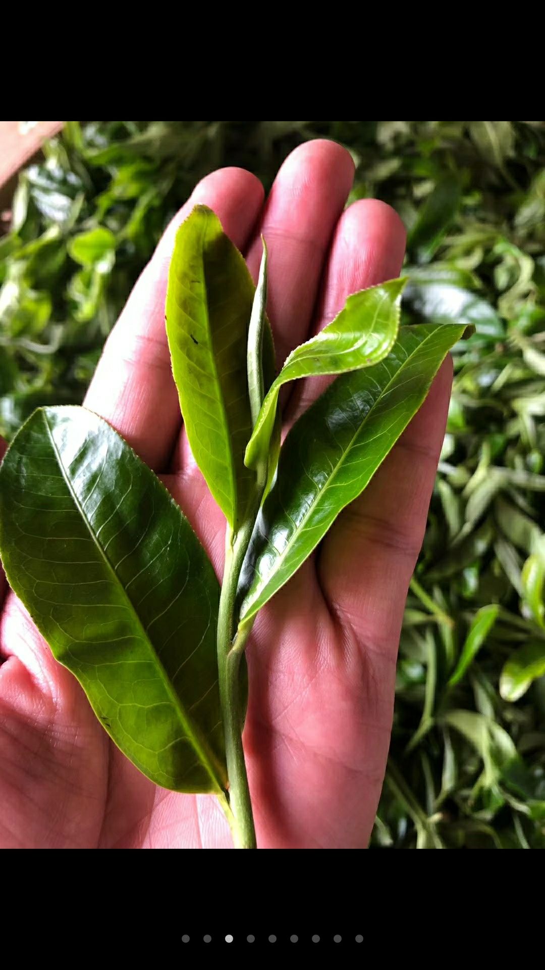易武普洱茶 来自深山老林古树茶、花香扑鼻、口感甜润、让你喝出大山的气香味