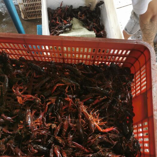 武汉鲜活小龙虾