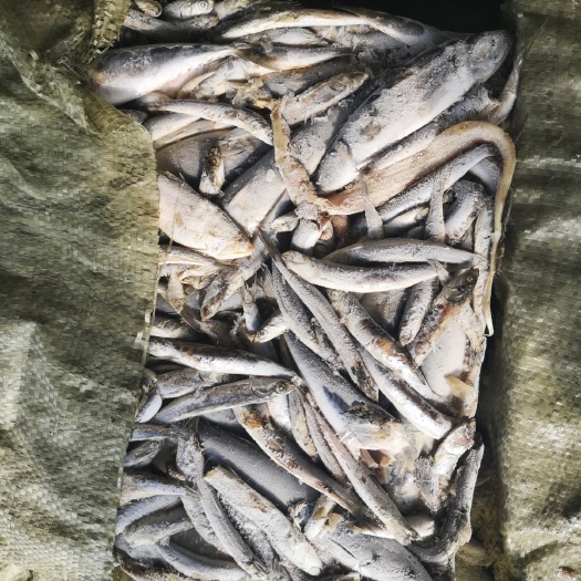 荣成市饲料鱼