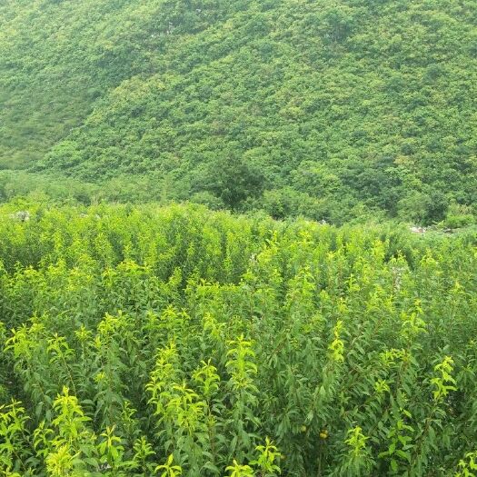 镇宁县蜂糖李树苗  栽种5年蜂糖李子树出售1000--2000棵