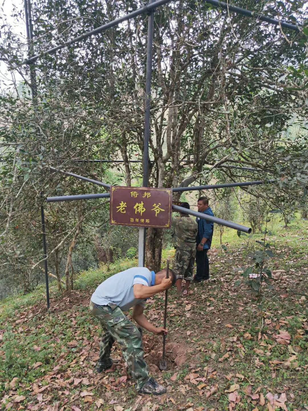 易武普洱茶 来自深山老林古树茶、花香扑鼻、口感甜润、让你喝出大山的气香味