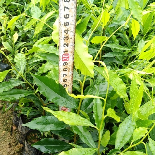 广州沉香苗