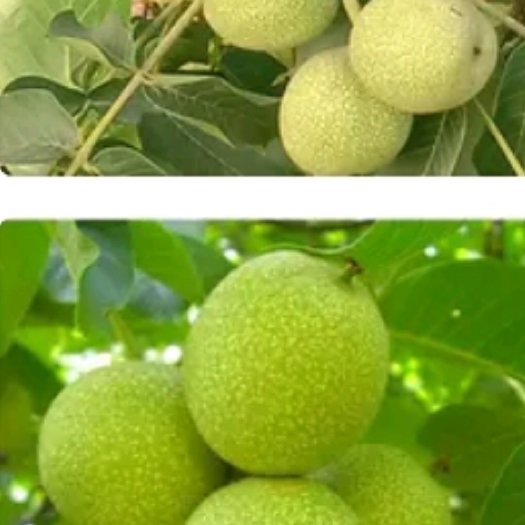赞皇县 青皮核桃