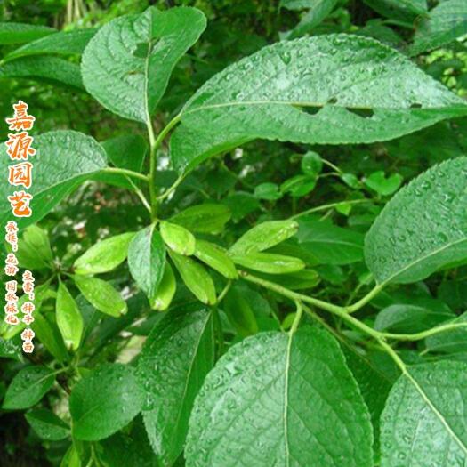 沭阳县新采一级杜仲种子 丝棉皮 棉树皮 胶树 中药材树种子
