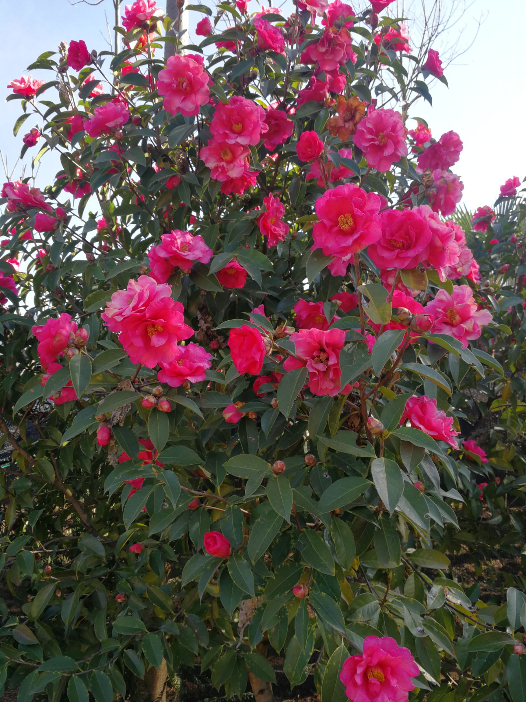 大果红花油茶  红花油茶大果苗，全部12x14环保袋