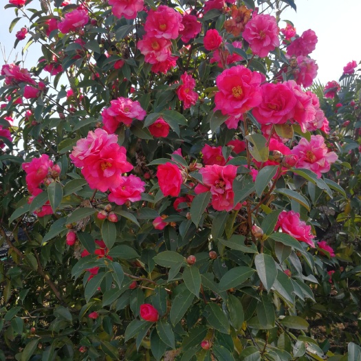 腾冲市大果红花油茶  红花油茶大果苗，全部12x14环保袋