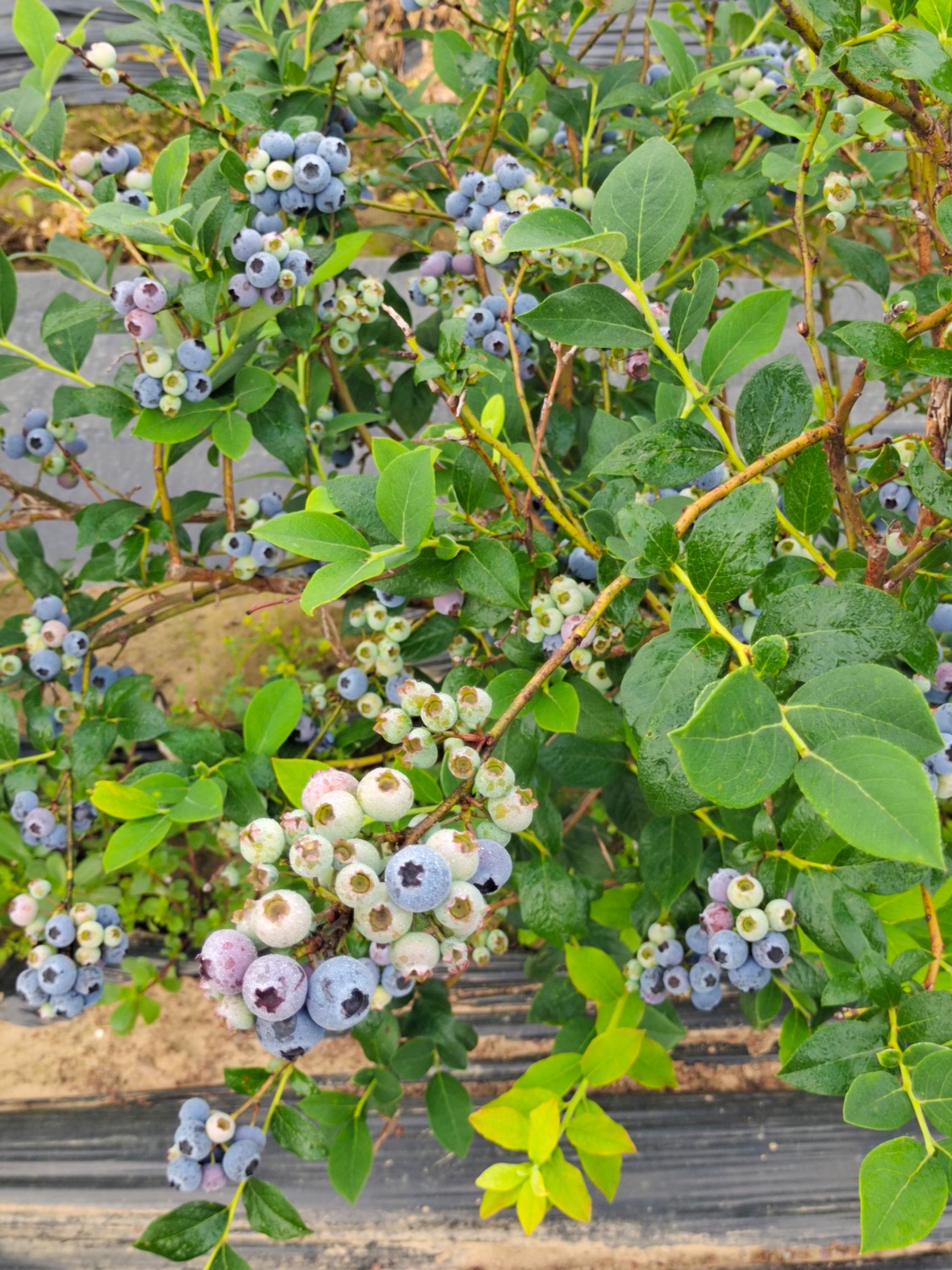  大量上市开园蓝莓