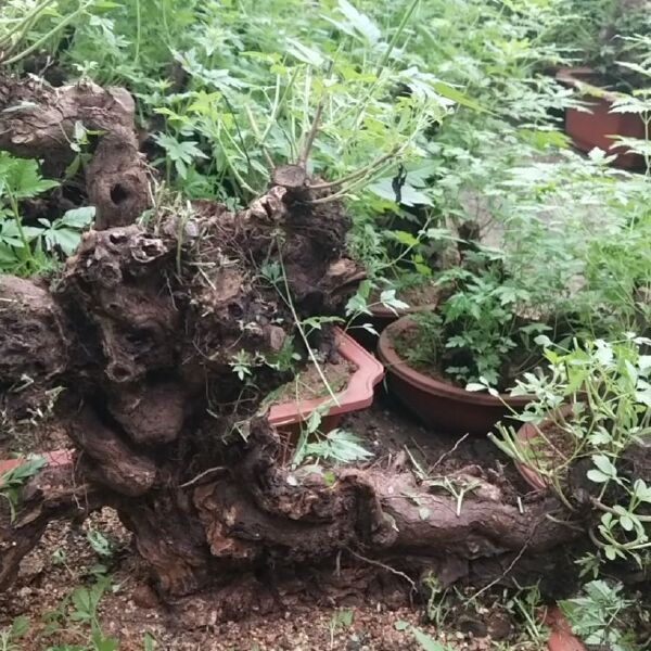 黄荆桩 各种规格的大货