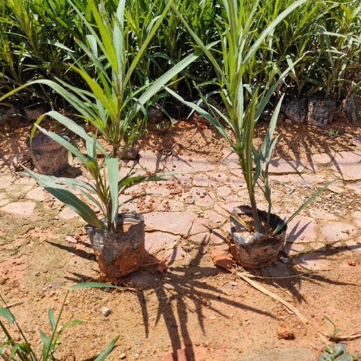 东莞市翠芦莉盆栽 粉花翠芦莉