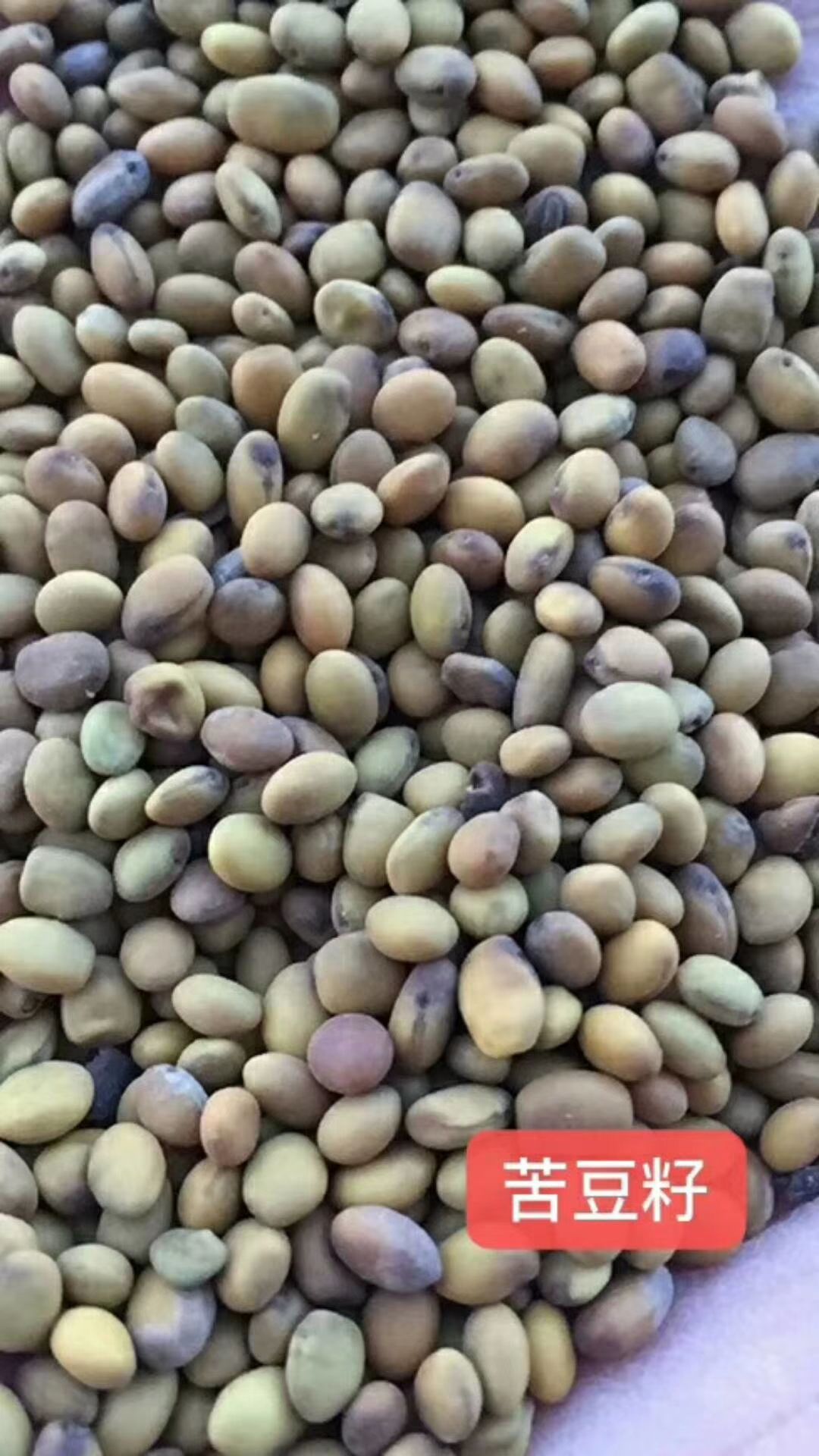 苦豆子  苦豆籽