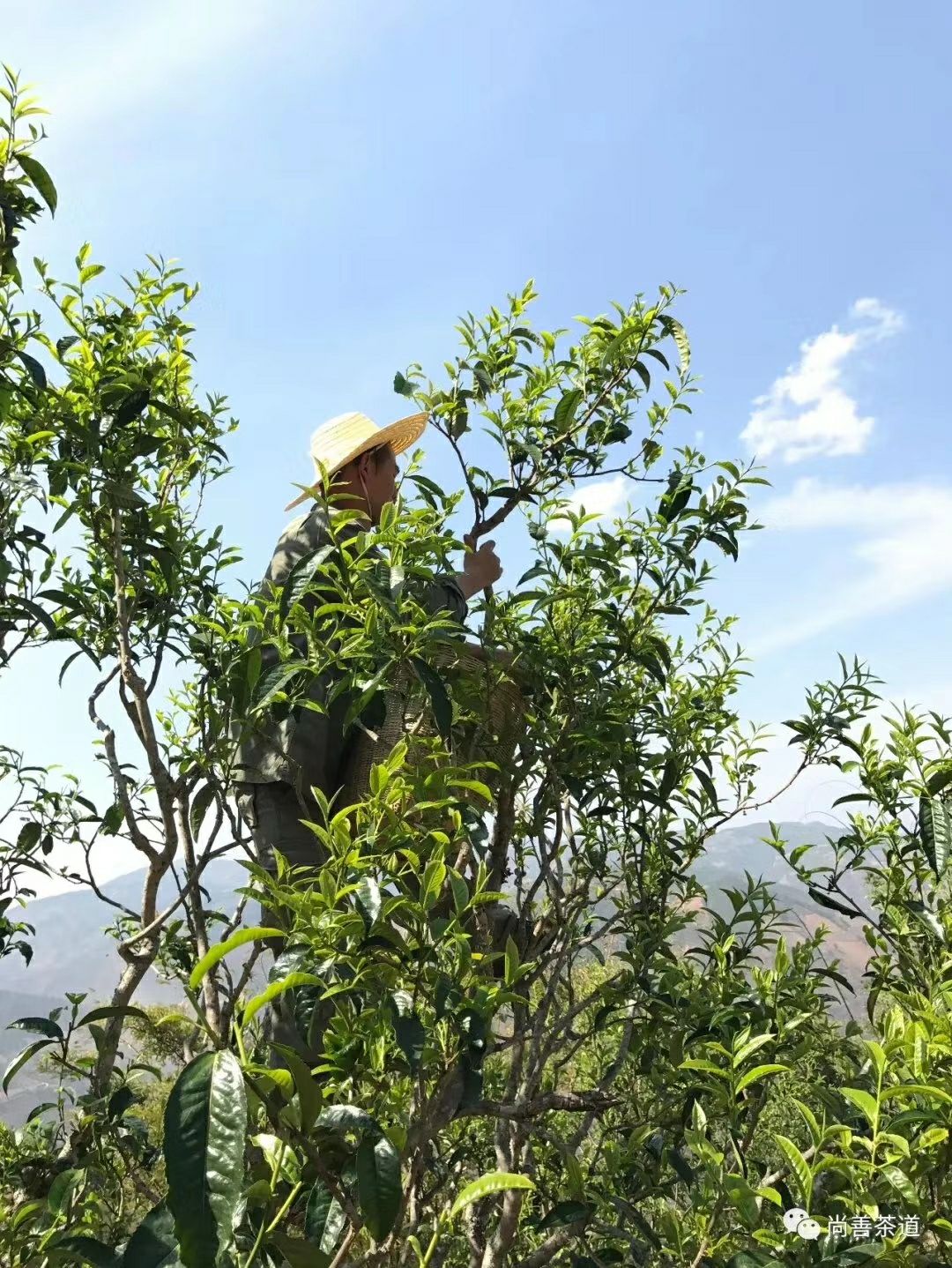 易武普洱茶 来自深山老林古树茶、花香扑鼻、口感甜润、让你喝出大山的气香味