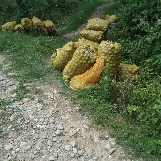 西昌市 带皮核桃