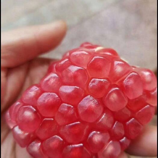 蒙自市 云南蒙自石榴，可聊代办，一件也发货。私自来聊谈个价。