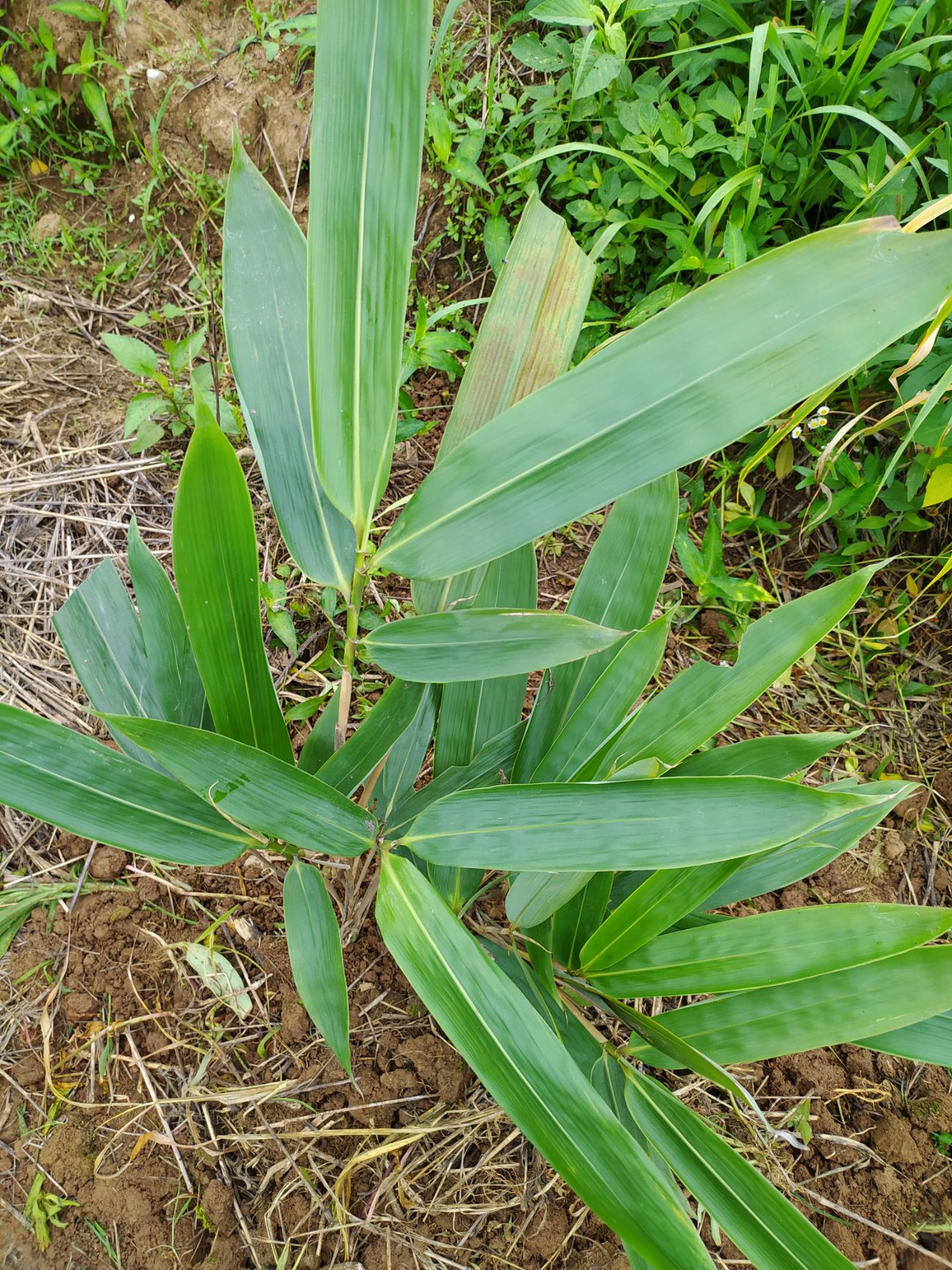 箬竹 箬竹苗 粽叶苗 粽叶  宽叶 产量高