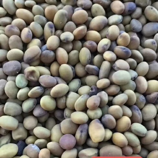 包头苦豆子  苦豆籽
