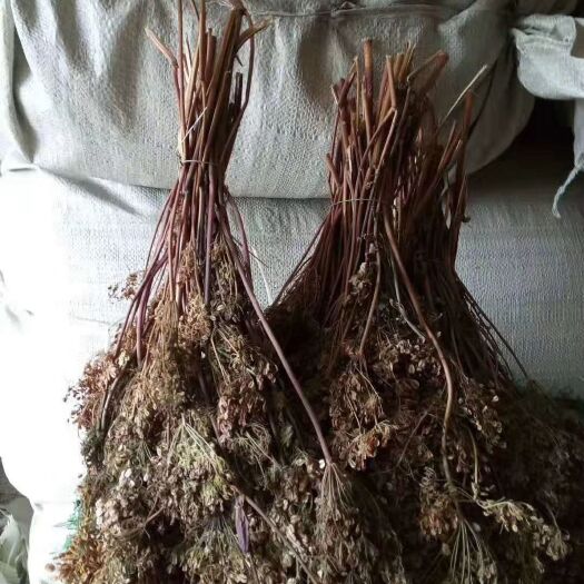 包头当归种苗  当归种子