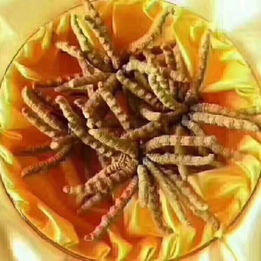 包头 冬虫夏草