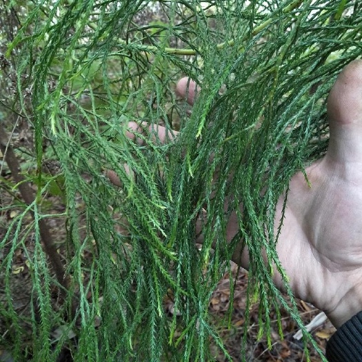 广宁县大伸筋草 纯正，生，货，大量供应，欢迎各位老板来订购。