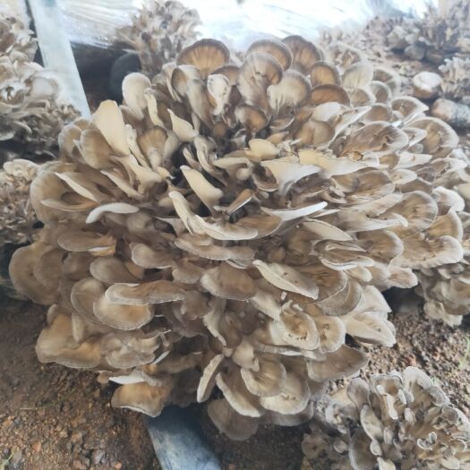 北京 北京新鲜栗蘑灰树花舞茸菌菇5斤