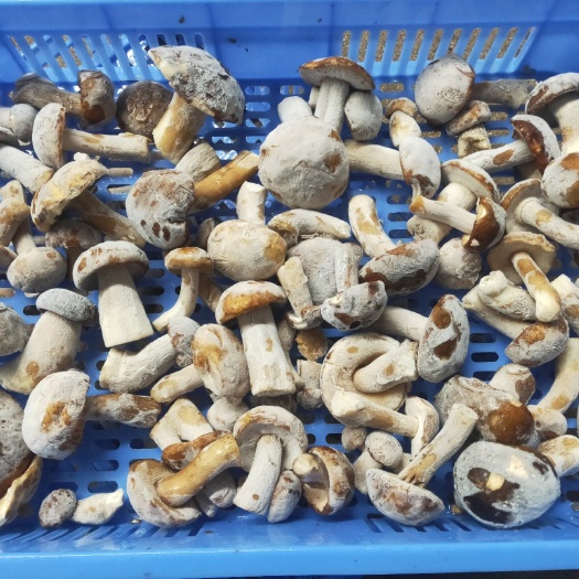 景东县 云南美味牛肝菌、老裂头