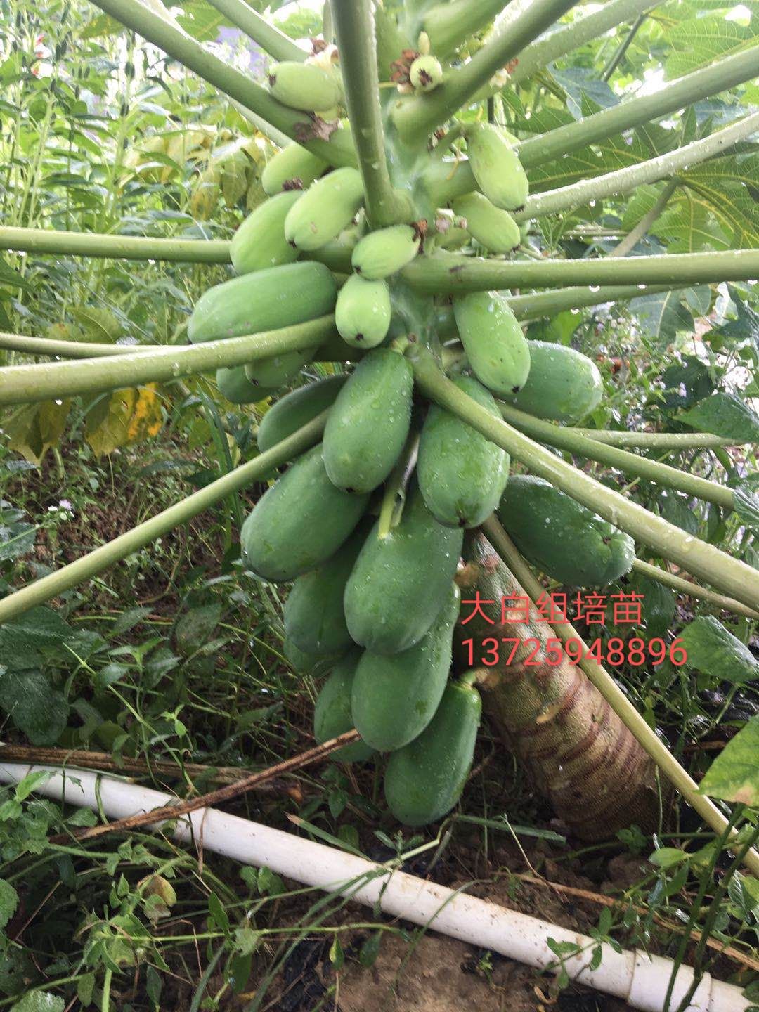 番木瓜苗  日升大青，大白，中白，陆河大青组培苗