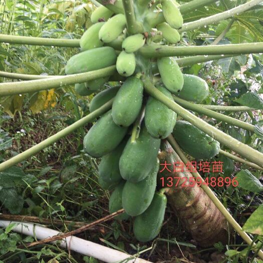 江门番木瓜苗  日升大青，大白，中白，陆河大青组培苗