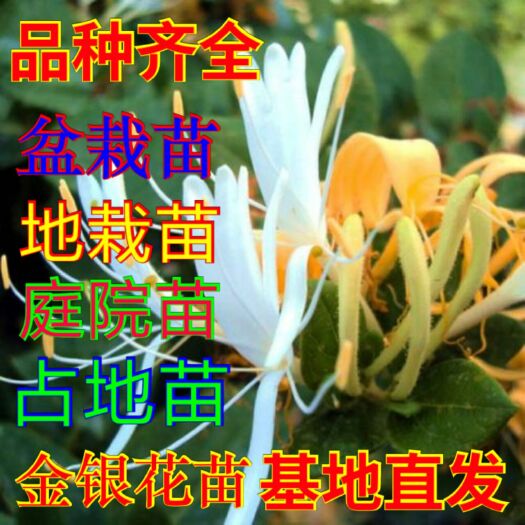 平邑县 自家种植培养金银花苗