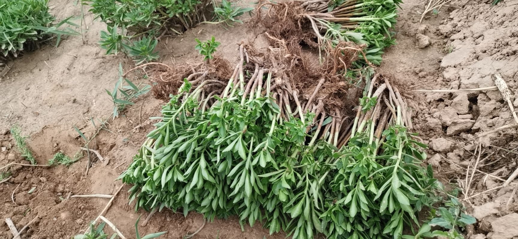 高钙菜种子  高钙菜，养心菜，费菜，救心菜，景天三七