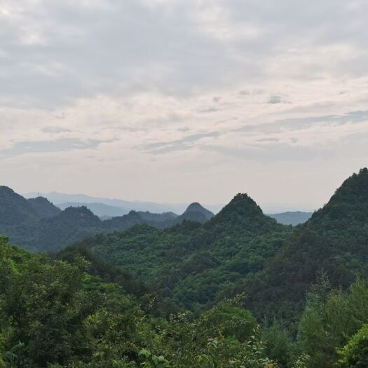 天水 优质秦岭大山土蜂蜜