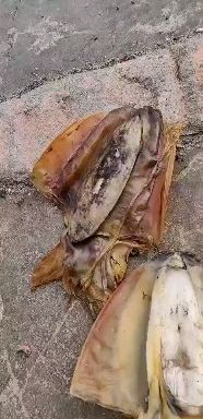 北海 北部湾墨鱼干