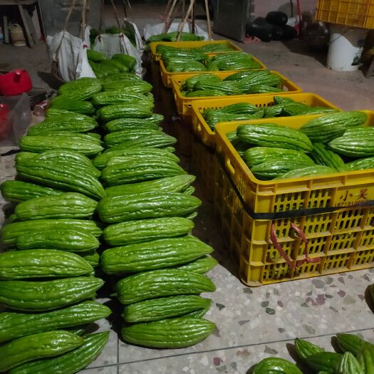 博白县绿苦瓜 广西壮族自治区玉林市博白县 20~30cm