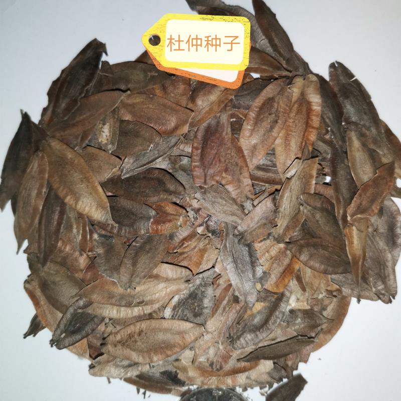 沭阳县新采一级杜仲种子 丝棉皮 棉树皮 胶树 中药材树种子