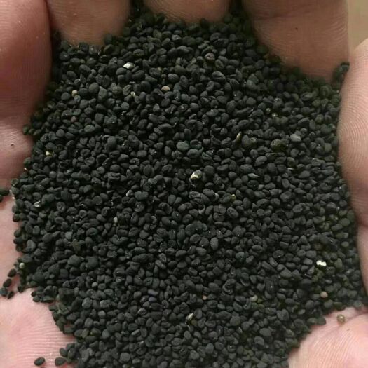包头黄芩种子