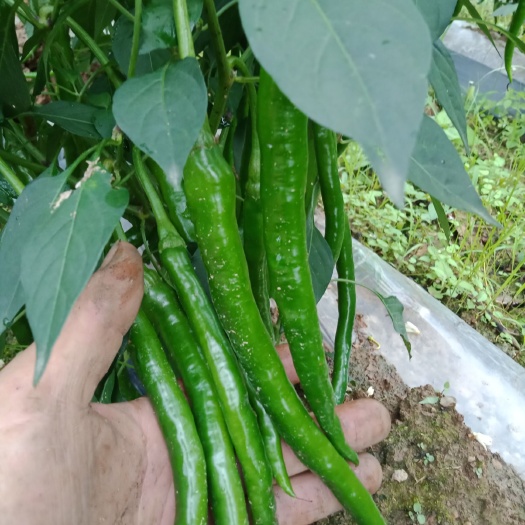凤凰县301辣椒 中辣