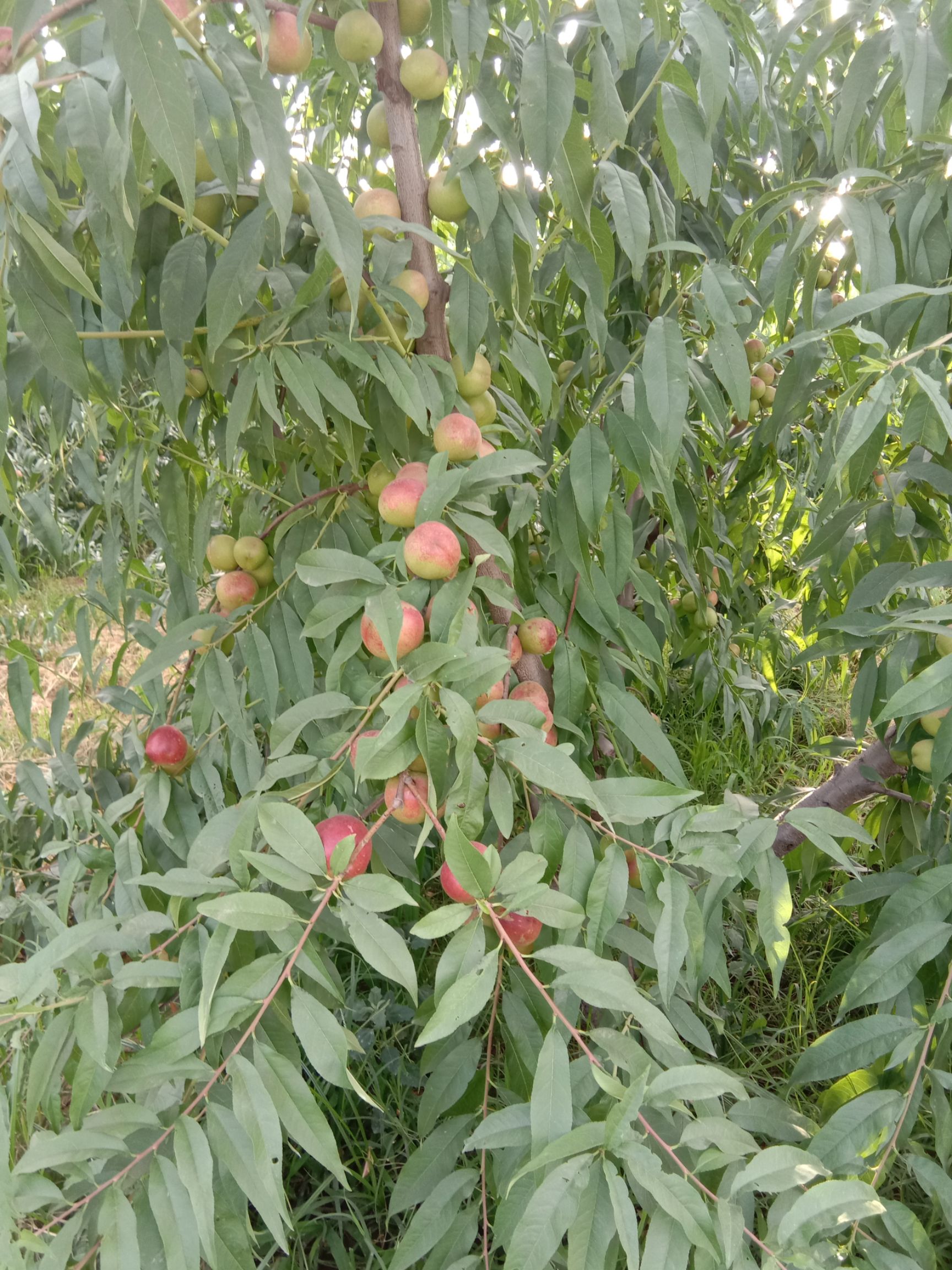 珍珠枣油桃  山西运城，珍珠油桃