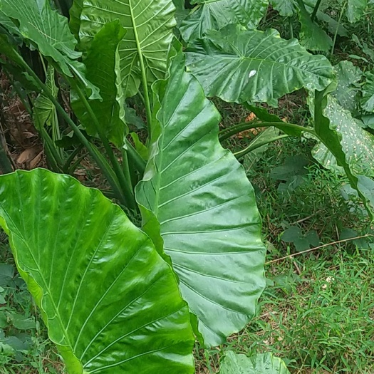 岑溪市滴水观音种芋 滴水观音