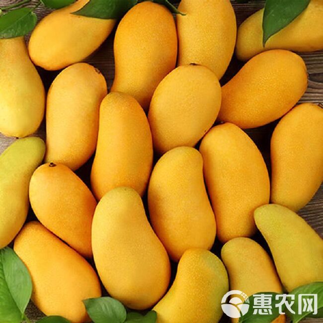 新鲜香甜广西百色小台农芒果新鲜水果当季水果包邮5/10斤