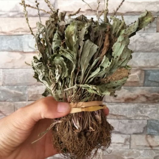 安龙县 车前草