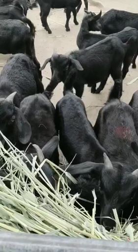 万载县万载黑山羊长速快肉质好