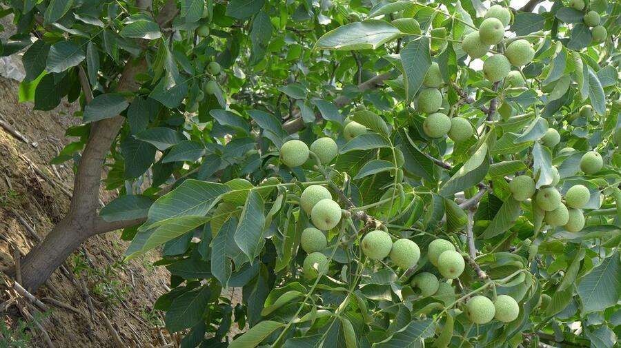 赞皇县 青皮核桃热销中价格美丽