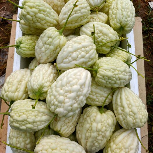 寿光市苹果苦瓜
～种~苗～菜