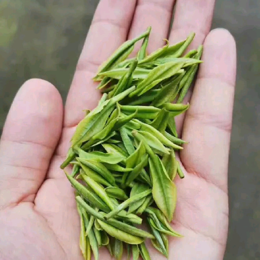 杭州 2020年明前白茶原产地加工自产自销价格便宜50g/袋