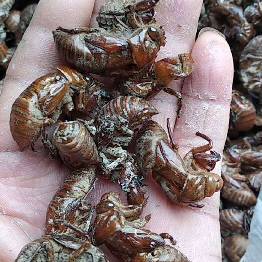石阡县贵州铜仁沙地蝉蜕干货知了壳去杂质药食两用产地直发一手货源