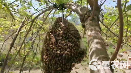 中华蜂300箱需要卖岀，带王卖，自提不发快递