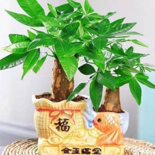 发财树盆栽   办公室、客厅招财摇钱树    绿植盆栽花卉