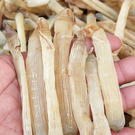 合浦县干沙虫 北部湾，纯手工，无沙  沙虫干，欢迎订购，欢迎团购。