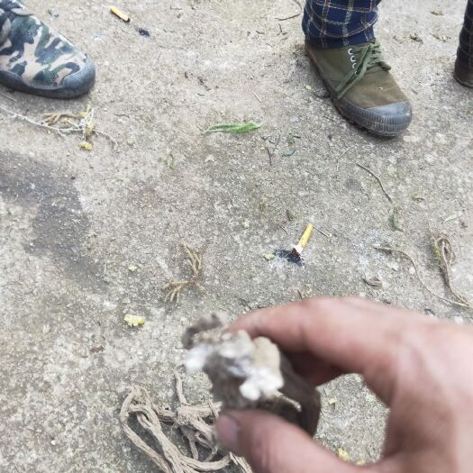 盘州市 续断无木质化