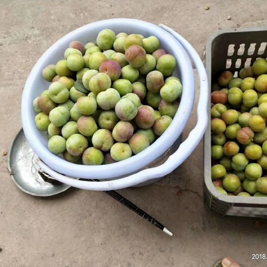长宁县 李子出售大量批发 有意者价格详谈