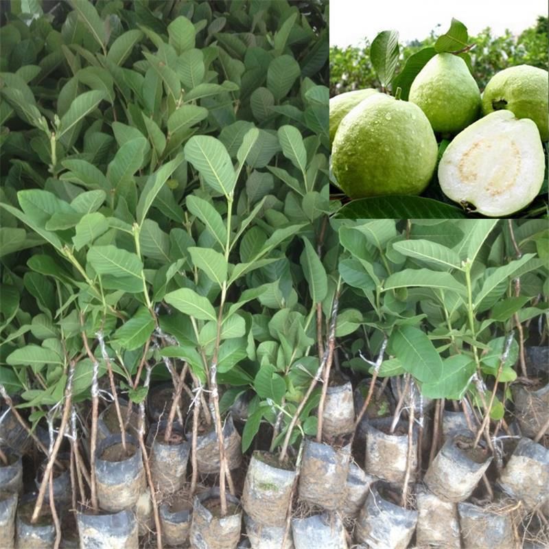 珍珠番石榴苗  珍珠芭乐番石榴苗。西瓜芭乐苗 白心芭乐苗